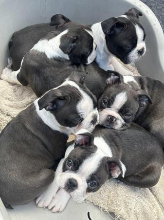 Image 10 of KC Reg Exceptional Boston Terrier Puppies