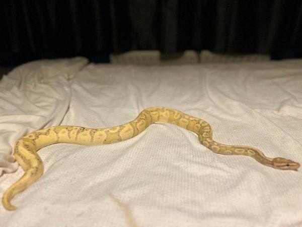 Image 3 of Female 100% het pied banana royal python
