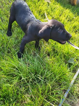 Image 8 of Beautiful Labrador Puppies For Sale