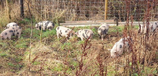 Image 1 of 2 male Gloucester old spot pigs for sale.
