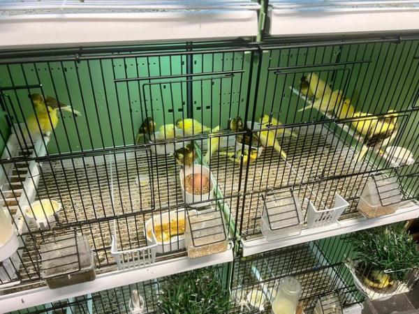 Image 7 of Canaries for sale . Heathy birds