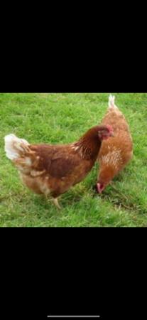 Image 1 of Brown Lohmann Hens For Sale
