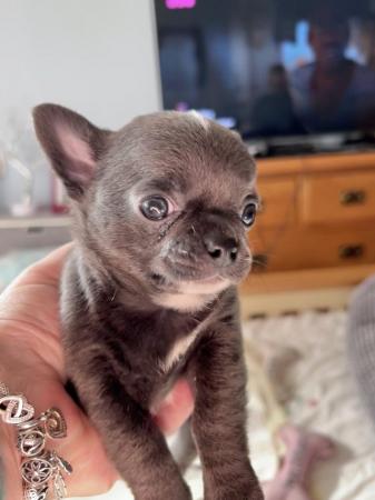 Image 11 of Chihuahua smoothcoat Apple head lil boy (ready 10th June)