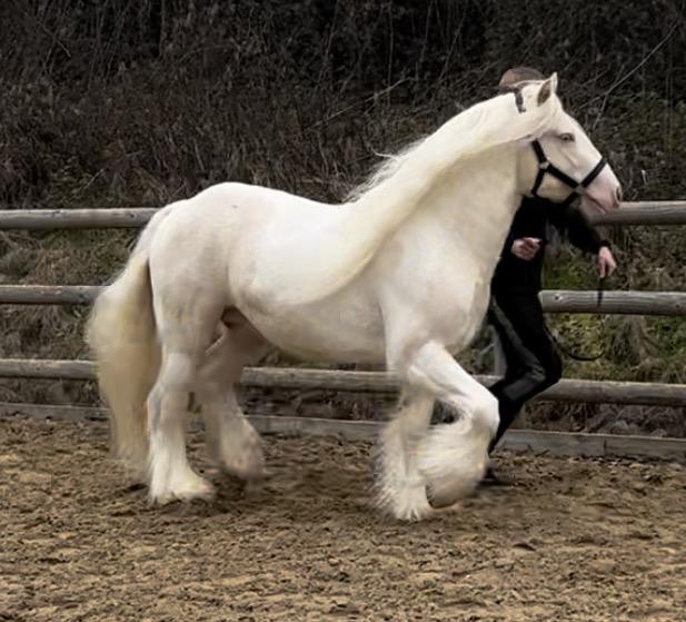 Preview of the first image of Rising 5 year old cremello stallion.