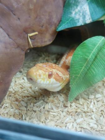Image 4 of 2 beautiful corn snakes with vivs