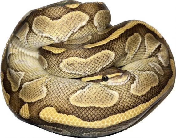 Image 1 of Sub adult female Ball Python, Lesser.