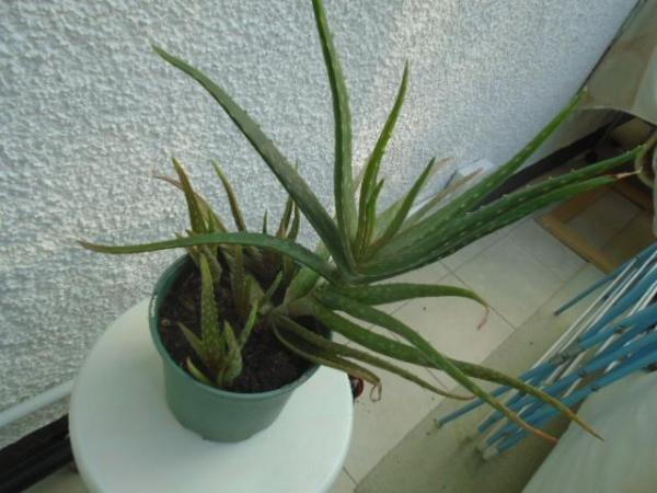 Image 3 of Aloe vera plant in grey/green pot