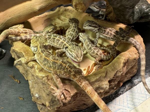 Image 12 of Bearded dragons for sale