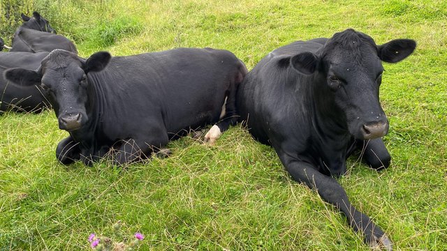 Preview of the first image of Heifer aberdeen angus cows.