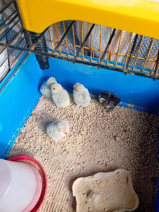 Preview of the first image of Lavenders and black pekin chicks hatched 11/5/24.