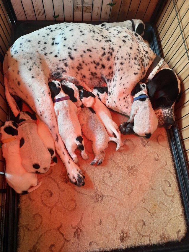 Preview of the first image of Pointer ,Braque D'Auverne puppies.