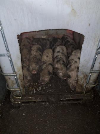 Image 3 of 2 male Gloucester old spot pigs for sale.