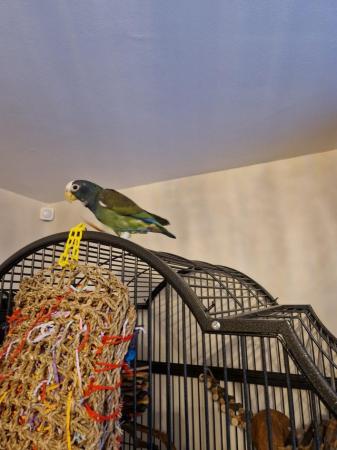 Image 3 of Pionus Parrot under 1 year old. £800 ono