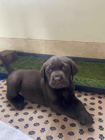 Image 4 of KC Chocolate Labrador puppies for sale Kennel Club Registere