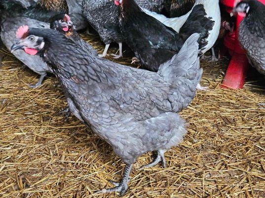 Image 2 of For Sale Blubell Pullets/Hens