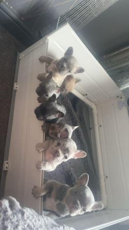 Image 50 of French bulldog Puppys quality litter PP avail