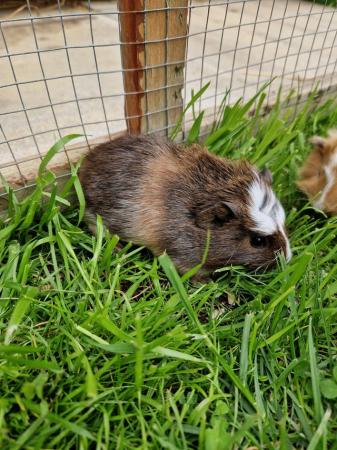 Image 3 of Baby Guinea pigs for sale