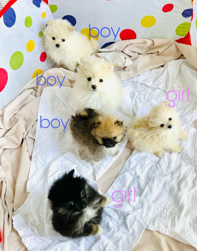 Preview of the first image of Pomeranian puppies for sale.