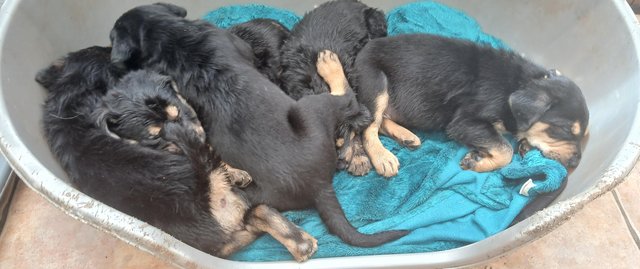 Image 6 of 12 Lovely Pure New Zealand Huntaway Pups
