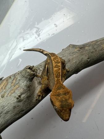 Image 2 of Crested Gecko Babies for sale