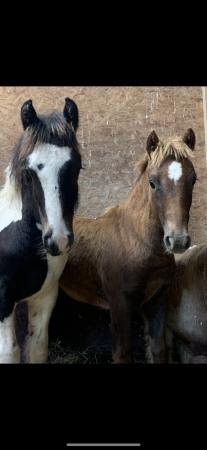 Image 3 of Yearling cob cross colt for sale