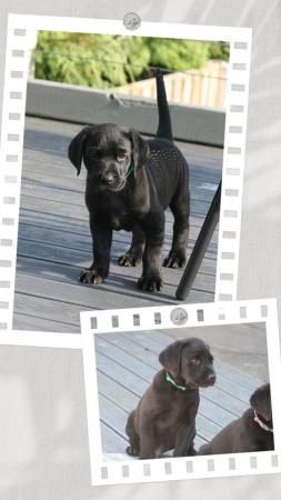 Image 7 of KC registered Labrador Puppies