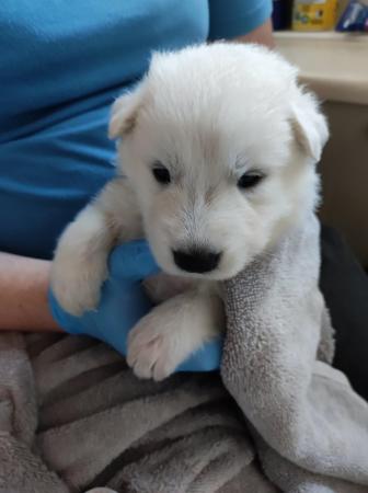 Image 10 of KC White Swiss Shepherds *Four Girls Available*