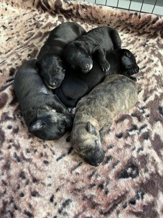 Image 2 of Bedlington whippet puppies