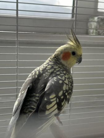 Image 3 of 1 year old female cockatiel for sale
