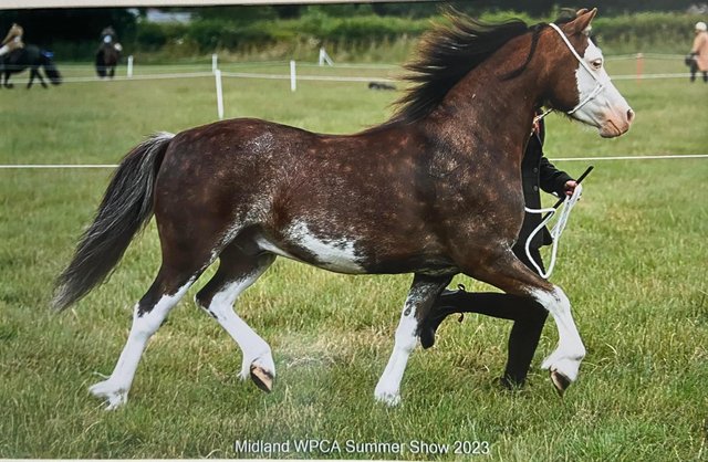 Image 2 of Superstar pony looking for his forever home.