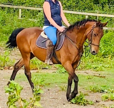 Image 2 of Gorgeous bay mare 14.2 second pony
