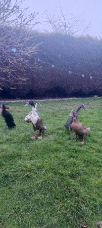 Image 2 of 6 x Indian runner duck fertile eggs FREE POSTAGE