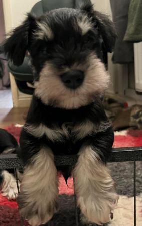 Image 1 of ALL GONE Miniature Schnauzer Pups KC REGISTERED