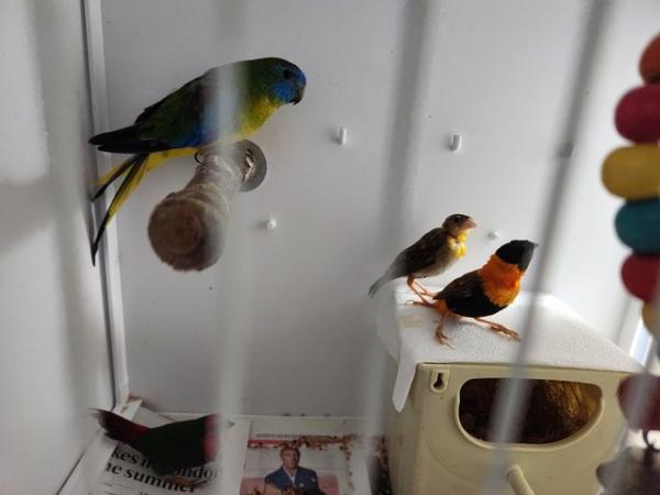 Image 4 of Some small birds for sale.. beautiful!