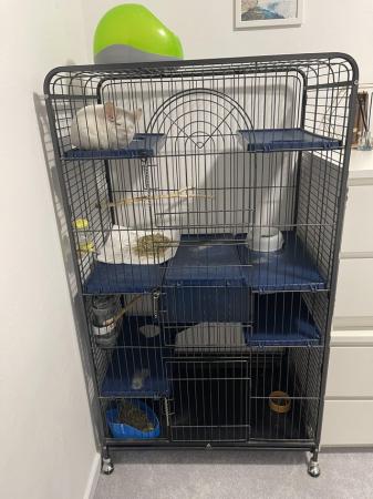 Image 2 of 2x Chinchillas with cage and accessories for sale