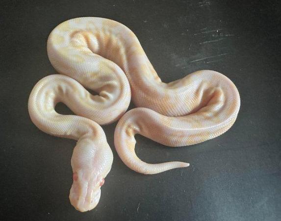 Image 4 of Cinnamon pastel albino ball python for sale