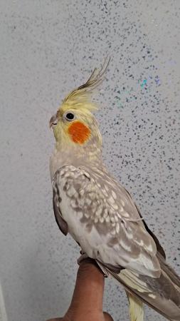 Image 7 of Silly hand tamed baby cockatiel for sale