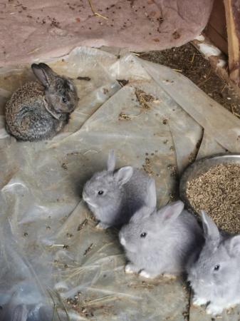 Image 5 of Giant Flemish French Lop Cross rabbits for sale