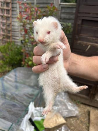 Image 5 of Ferrets For Sale - Bucks & Does