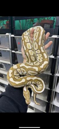 Image 9 of Cutting down Ball Python collection - **UPDATED**