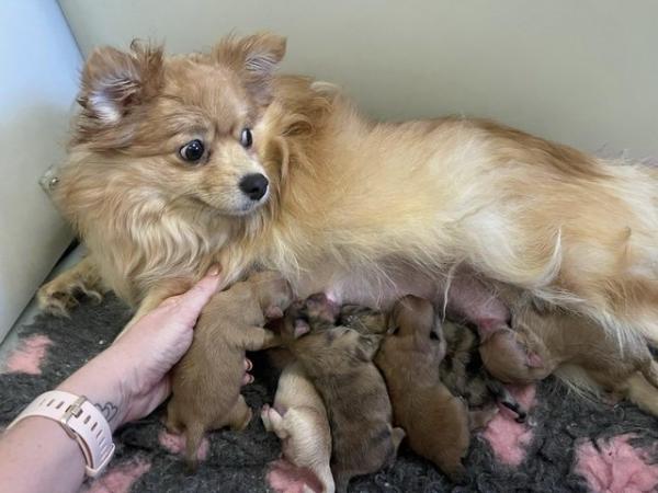 Image 8 of Pomeranian Puppies Ready now only 2  Boys