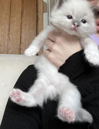 Image 4 of Gorgeous Ragdoll Kittens for sale