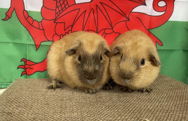Image 6 of Gorgeous baby Guinea pigs