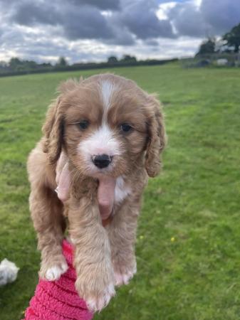 Image 4 of Cavapoo puppies last boy available