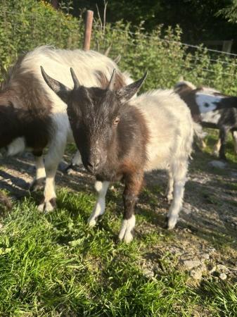 Image 2 of 13 Pygmy goats for sale