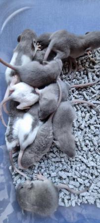 Image 10 of Tame Young/baby rats for sale (guaranteed tame)