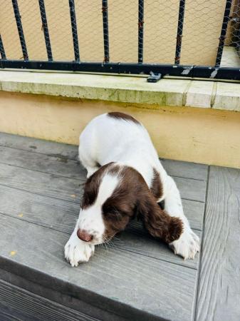 Image 2 of working springer spaniel puppies