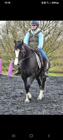 Image 4 of 13.2 Welsh section c pony