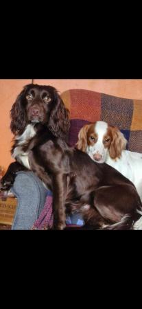 Image 3 of Working Cocker spaniels, ready to leave Wednesday 8th of may