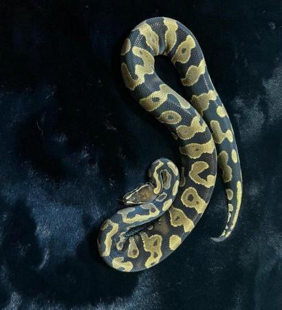 Image 3 of Ball pythons for sale adults and subs